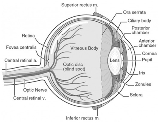 eye structure